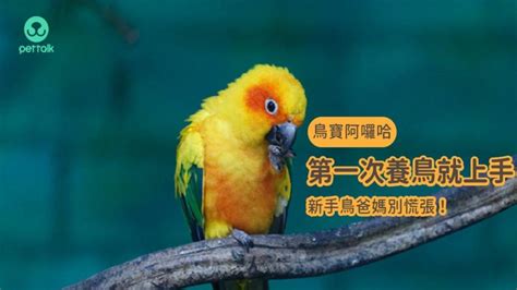 好養的鳥|【鳥寶阿囉哈】第一次養鳥就上手，新手鳥爸媽別慌。